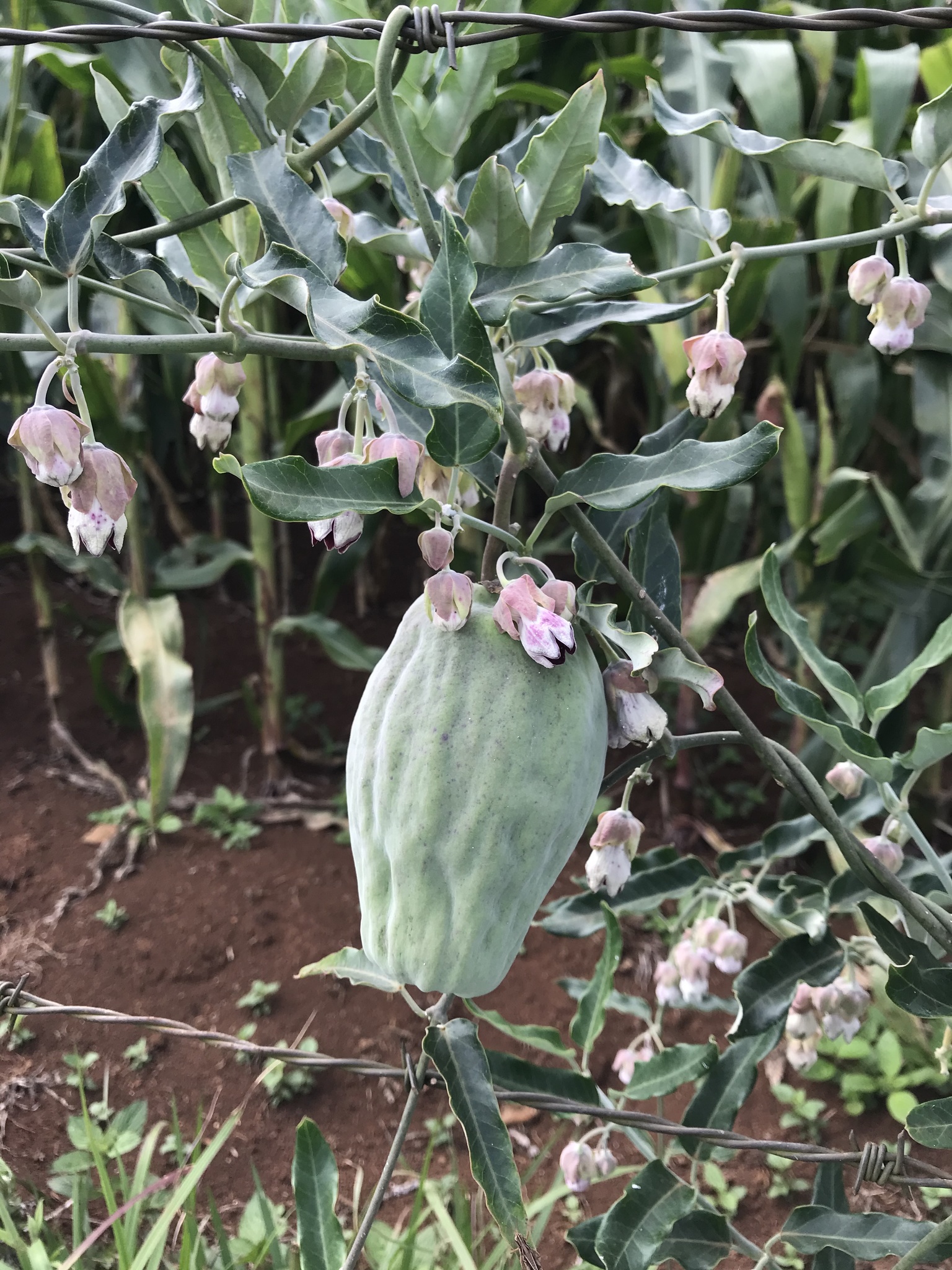 Araujia sericifera
