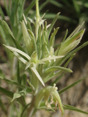 Castilleja sessiliflora