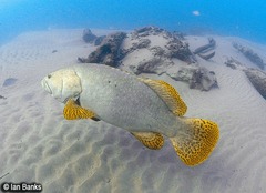 Epinephelus lanceolatus