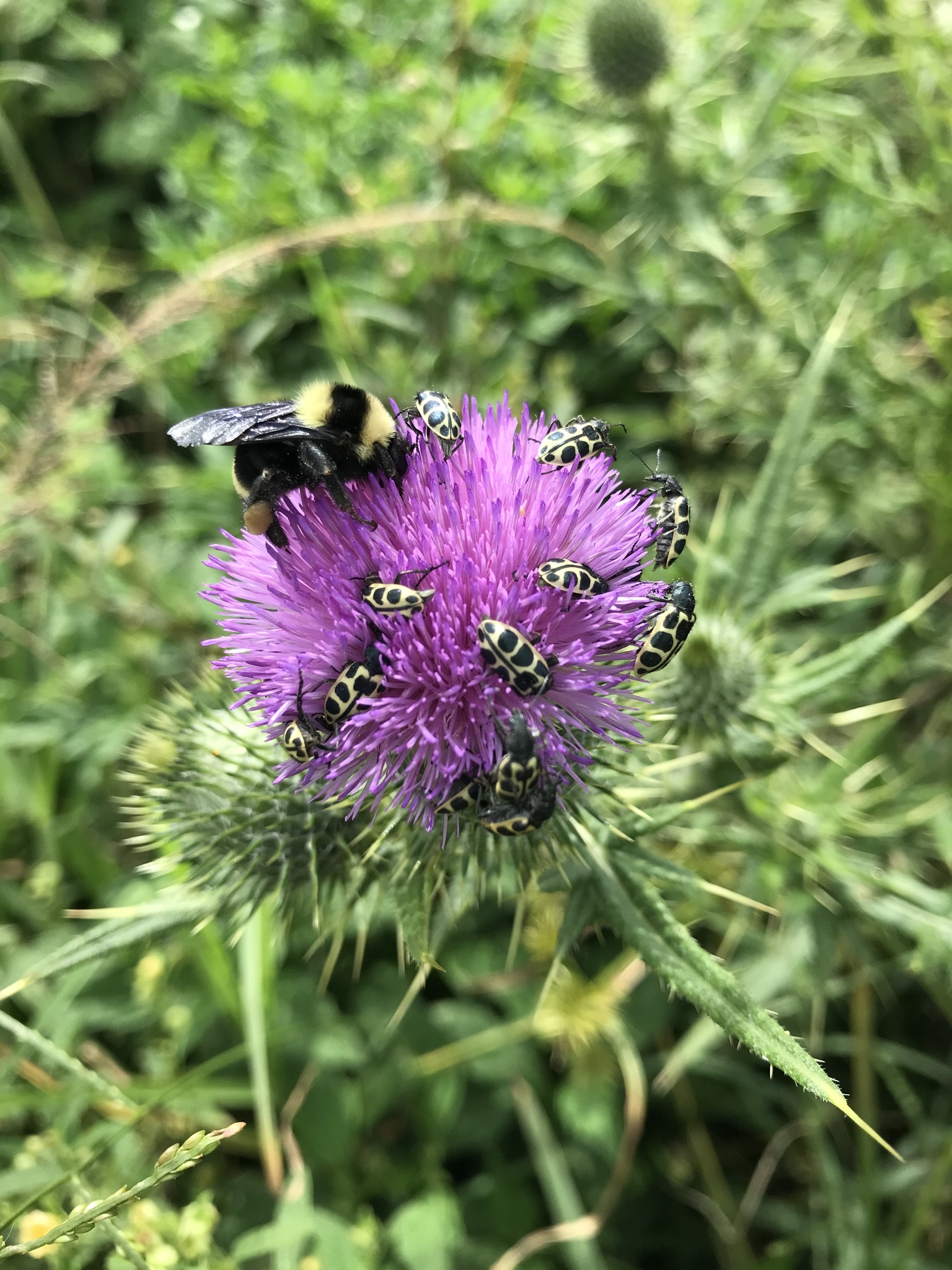 Cirsium vulgare