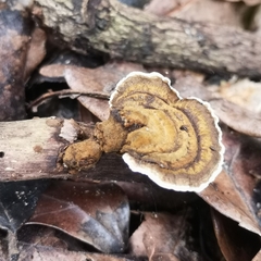 Polyporaceae