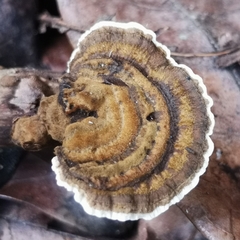 Polyporaceae