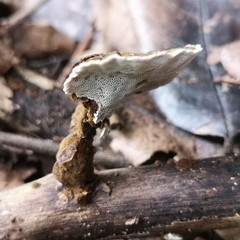 Polyporaceae