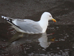 Larus argentatus