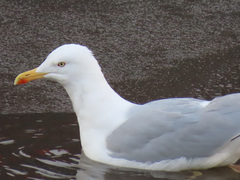 Larus argentatus