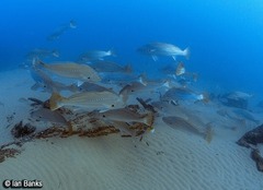 Argyrosomus japonicus