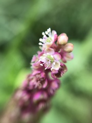 Phytolacca thyrsiflora