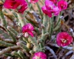 Anabasis articulata