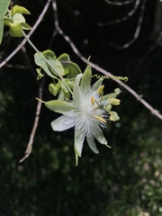 Passiflora tenuifila