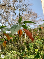 Croton xalapensis