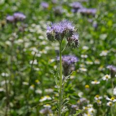 Phacelia tanacetifolia