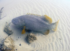 Epinephelus lanceolatus
