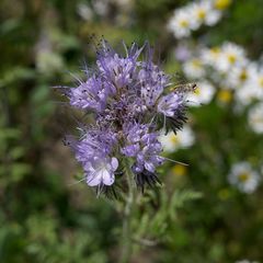 Phacelia tanacetifolia