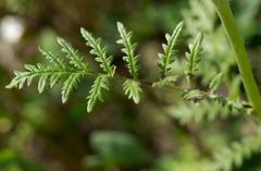 Phacelia tanacetifolia