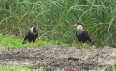 Caracara plancus
