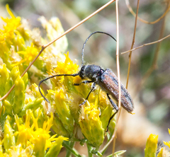 Crossidius pulchellus