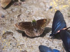 Gorgopas chlorocephala