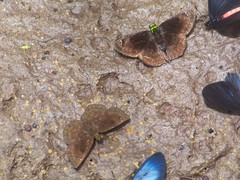 Gorgopas chlorocephala