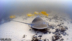 Gnathanodon speciosus
