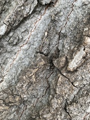 Agrilus obsoletoguttatus