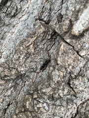 Agrilus obsoletoguttatus