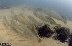 Argyrosomus japonicus
