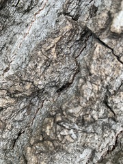 Agrilus obsoletoguttatus