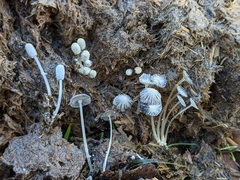 Coprinopsis ephemeroides