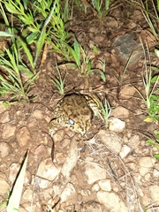 Sclerophrys poweri