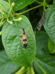 Hiranetis