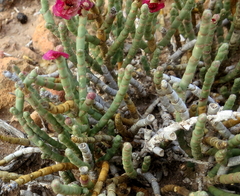 Anabasis articulata