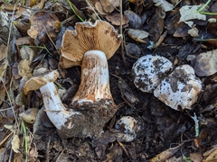 Cortinarius regalis