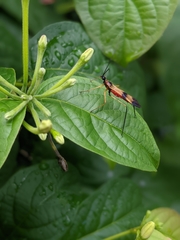 Hiranetis