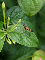 Hiranetis