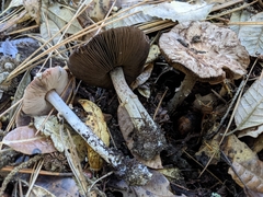 Agaricus arorae