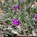 Polygala praticola - Photo 由 Suvarna Parbhoo Mohan 所上傳的 (c) Suvarna Parbhoo Mohan，保留部份權利CC BY-SA