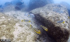 Plectorhinchus lineatus