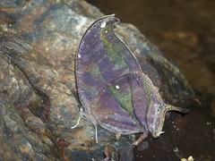 Consul panariste panariste