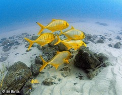Gnathanodon speciosus