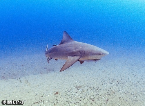 Bull shark (Carcharhinus leucas) — Carcharhinidae — 3