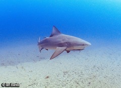 Carcharhinus leucas