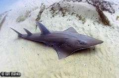 Rhynchobatus australiae