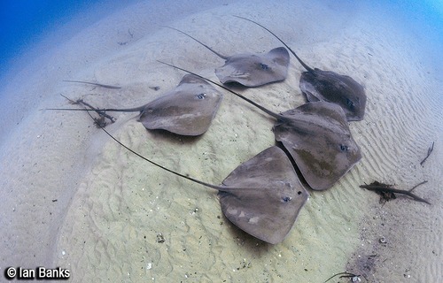 Pink Whipray, photo 10 of 10