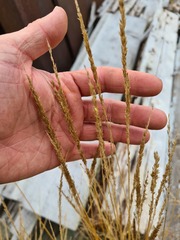 Calamagrostis stricta