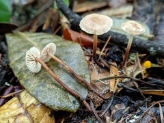 Mycetinis copelandii