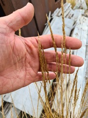Calamagrostis stricta
