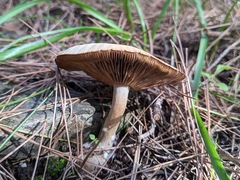 Agaricales