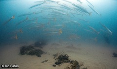 Argyrosomus japonicus