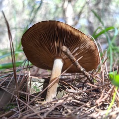 Agaricales
