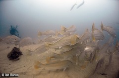 Argyrosomus japonicus